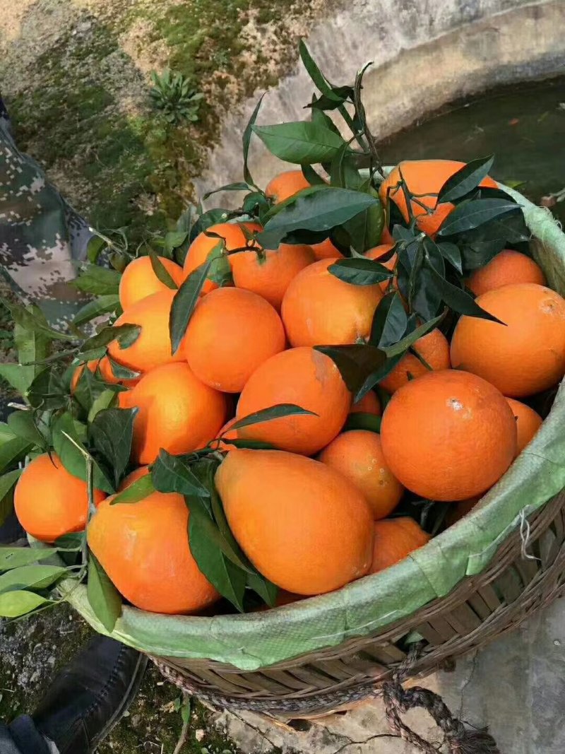 脐橙