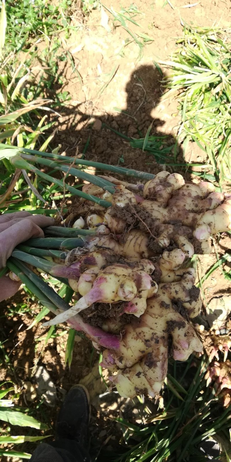 小黄姜4两以上带土