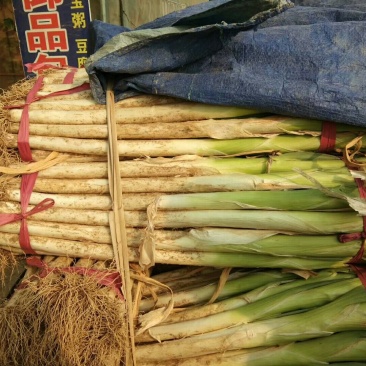 长白大葱规格40cm以上毛葱3cm左右