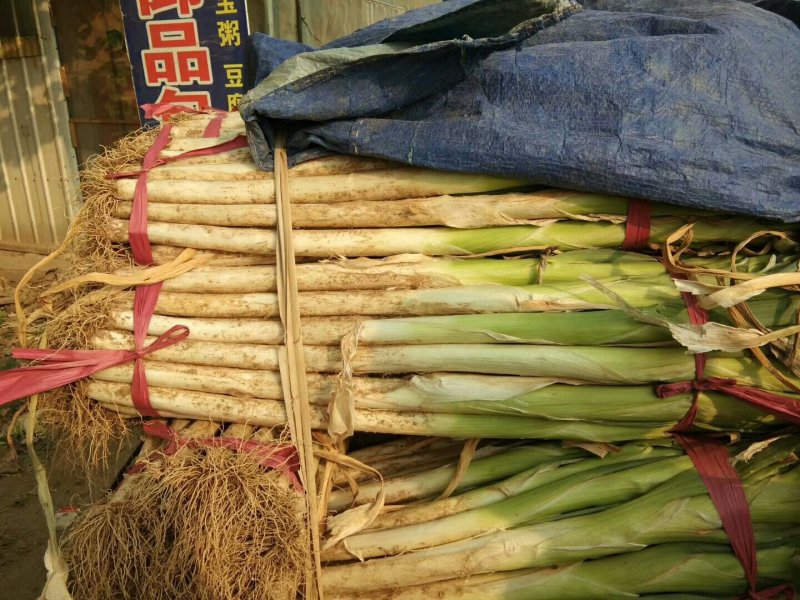 长白大葱规格40cm以上毛葱3cm左右