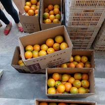 承接电商支持一件赣南脐橙，果园直供现摘现售