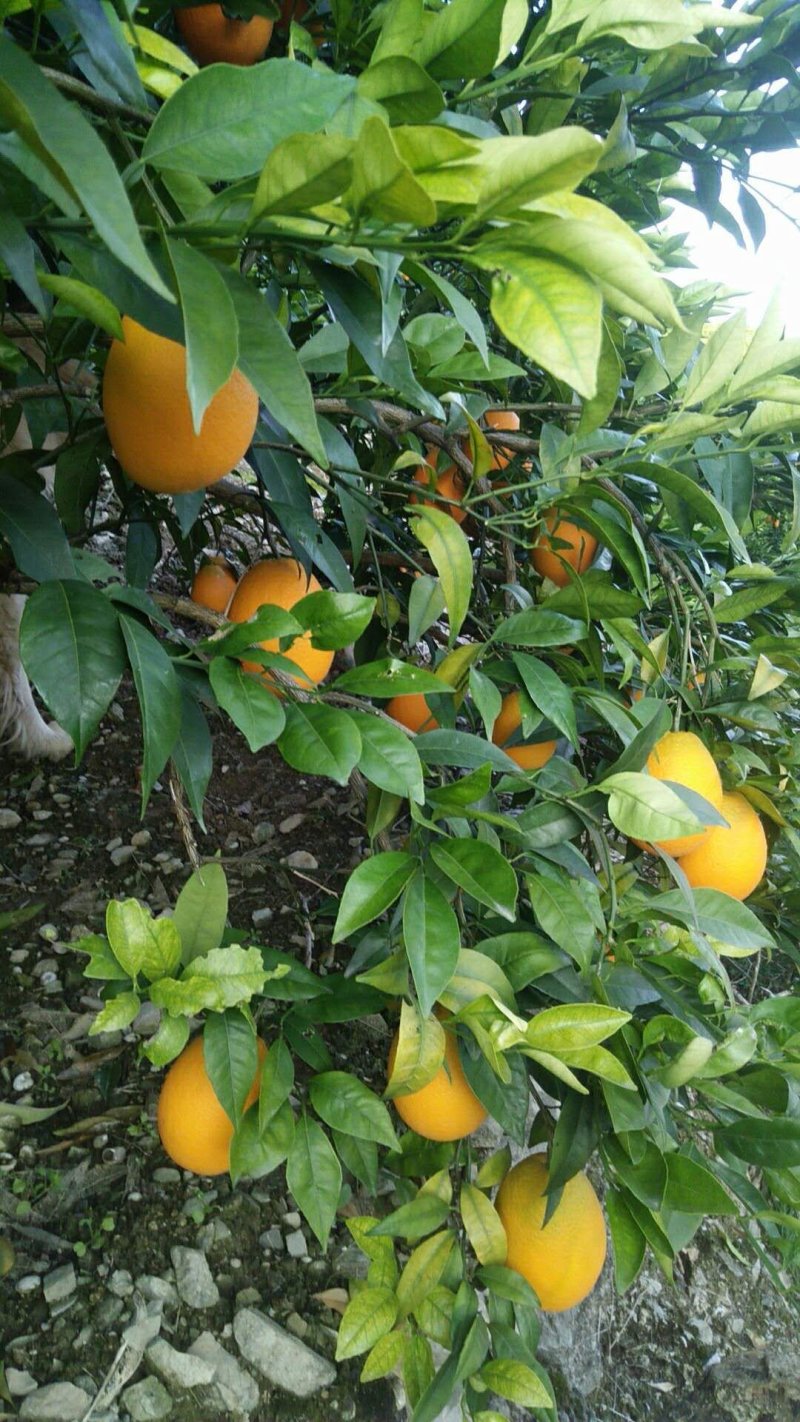 奉节脐橙