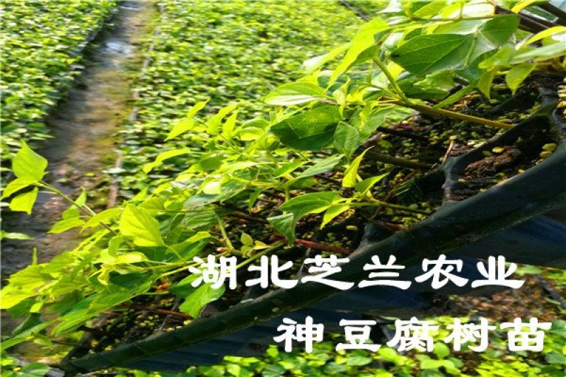 嫩枝扦插无纺布神仙豆腐树苗，观音豆腐树苗臭黄荆苗