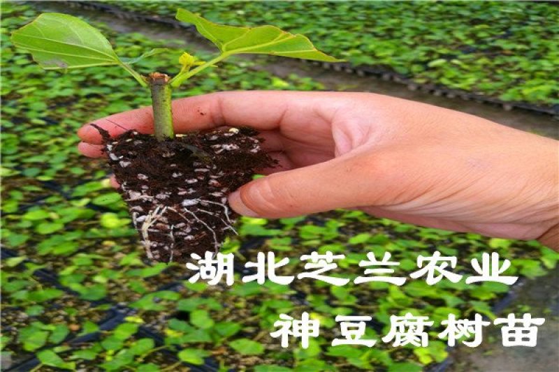 嫩枝扦插无纺布神仙豆腐树苗，观音豆腐树苗臭黄荆苗