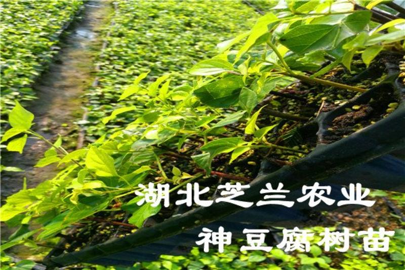 神仙豆腐树种植基地批发供应神仙豆腐树苗观音豆腐树苗