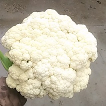 菜花