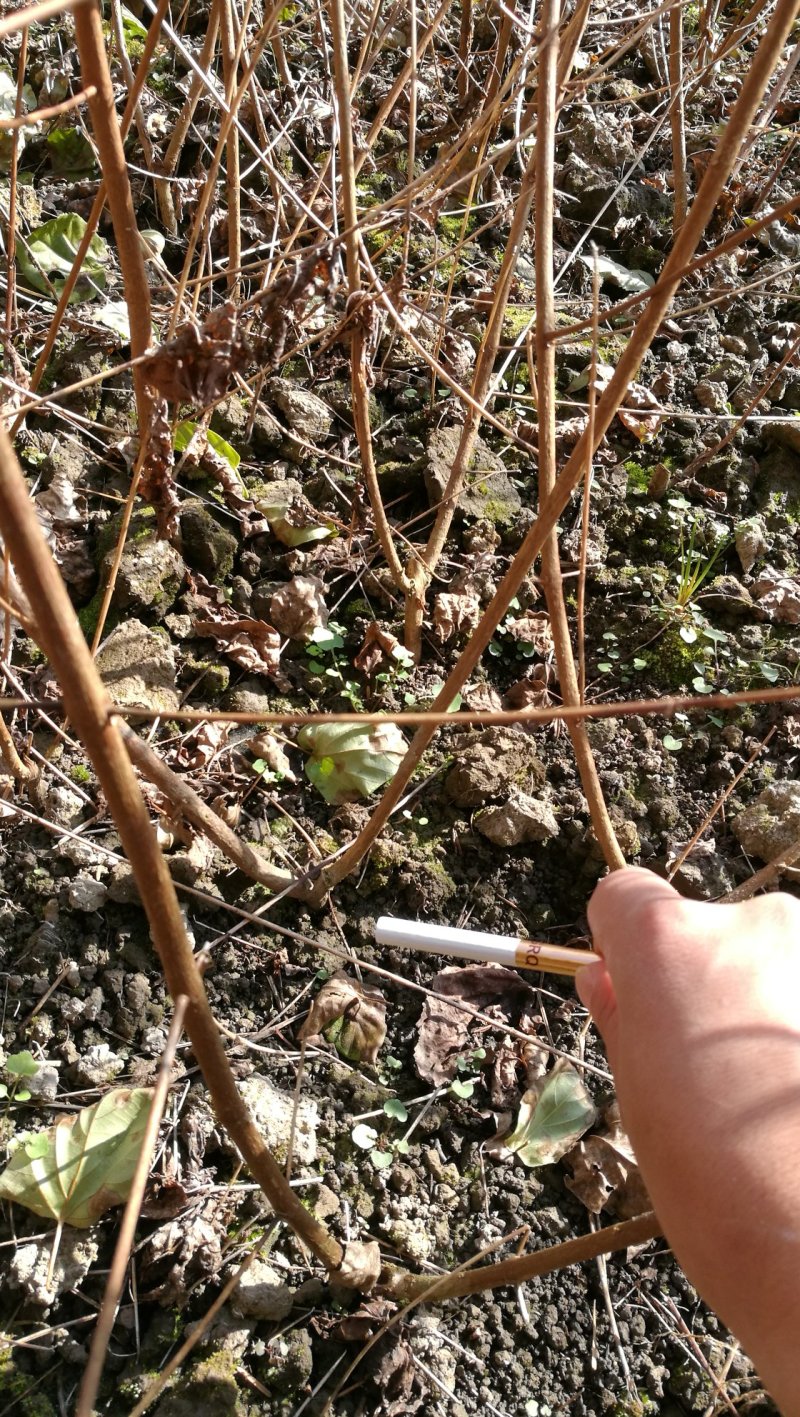 基地直供一年生神豆腐树苗臭黄荆树观音豆腐树苗