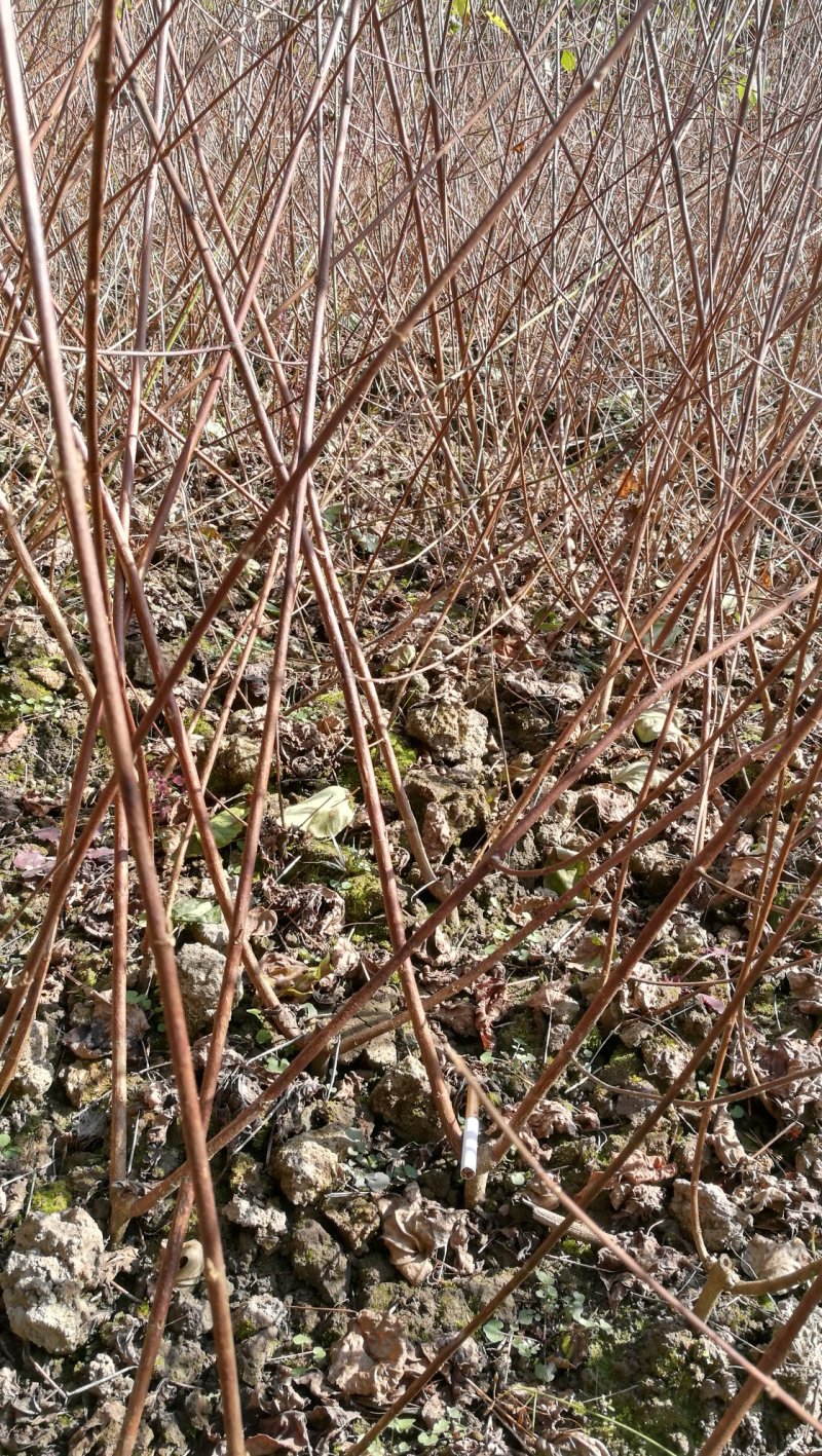 基地直供一年生神豆腐树苗臭黄荆树观音豆腐树苗