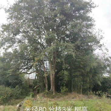 朴树绿化工程种苗金品朴树