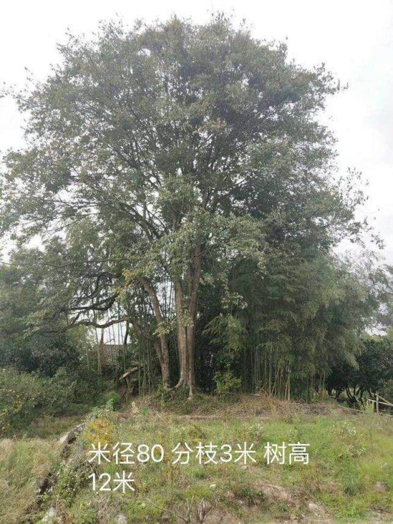 朴树绿化工程种苗金品朴树