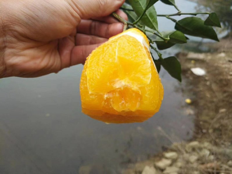 秭归脐橙普脐纽荷尔长红脐橙