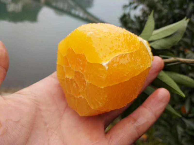 秭归脐橙普脐纽荷尔长红脐橙