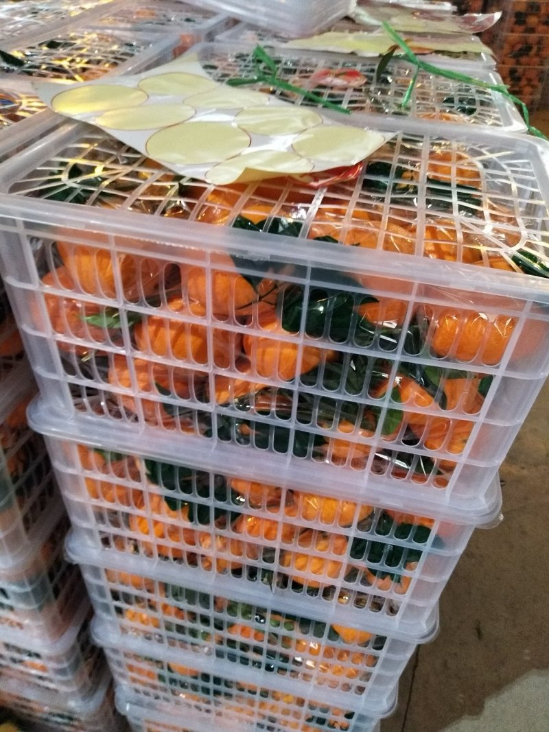秭归脐橙普脐纽荷尔长红脐橙