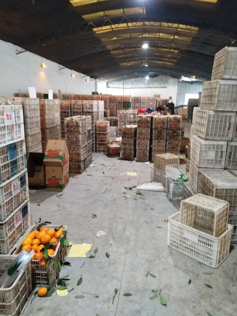 秭归脐橙普脐纽荷尔长红脐橙