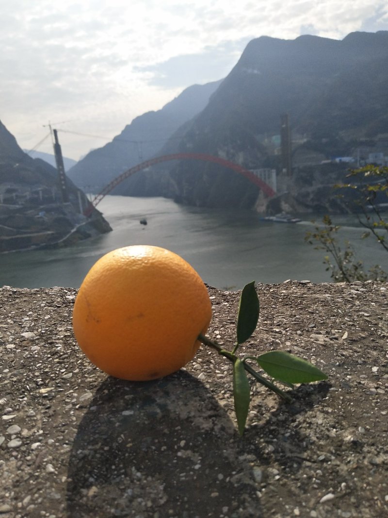秭归脐橙普脐纽荷尔长红脐橙