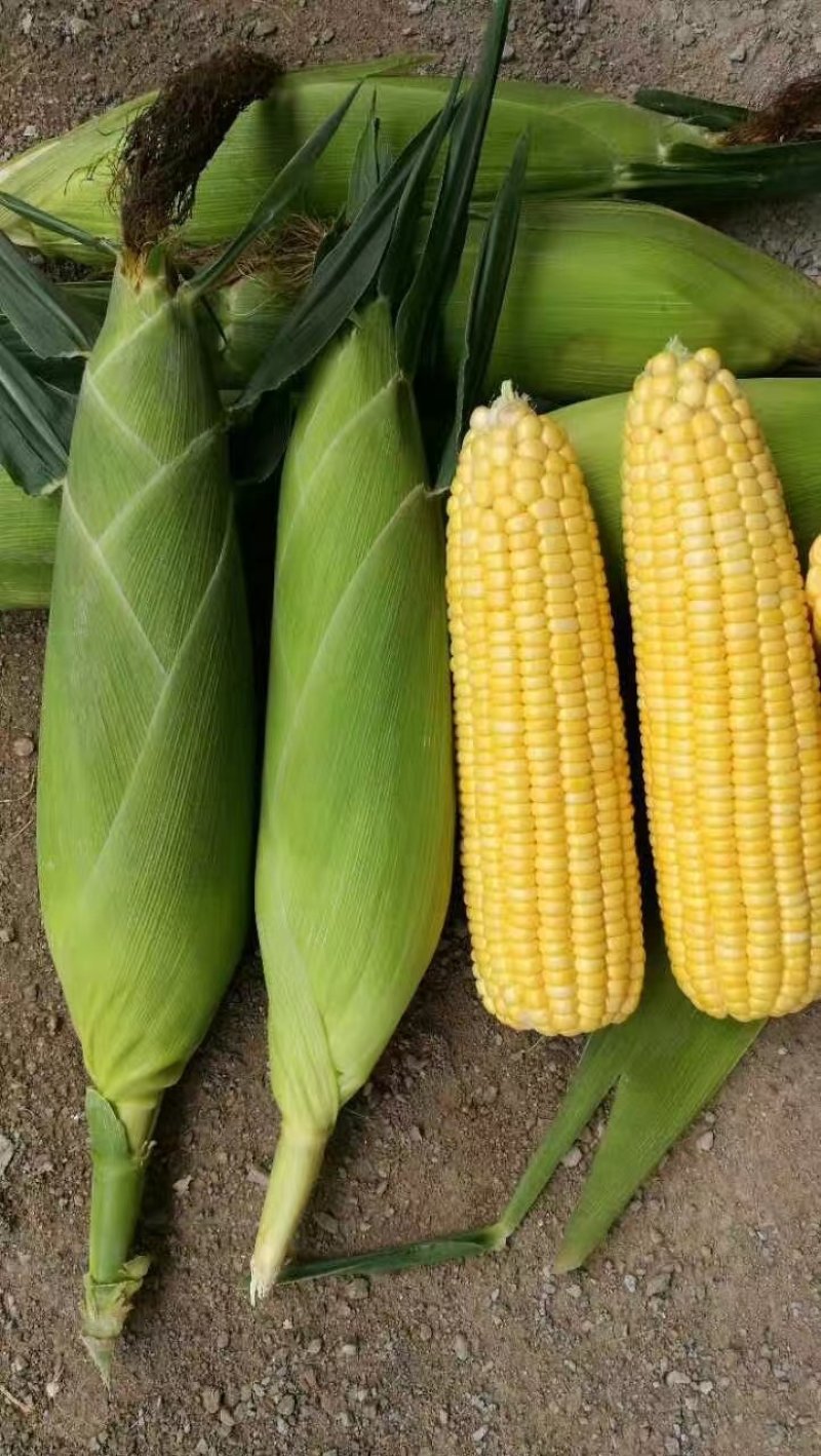 新鲜鲜食玉米