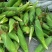 新鲜鲜食玉米