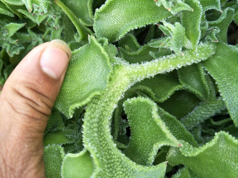 非洲冰草进口日本冰草4.20常年供应需要长期合作价格优惠