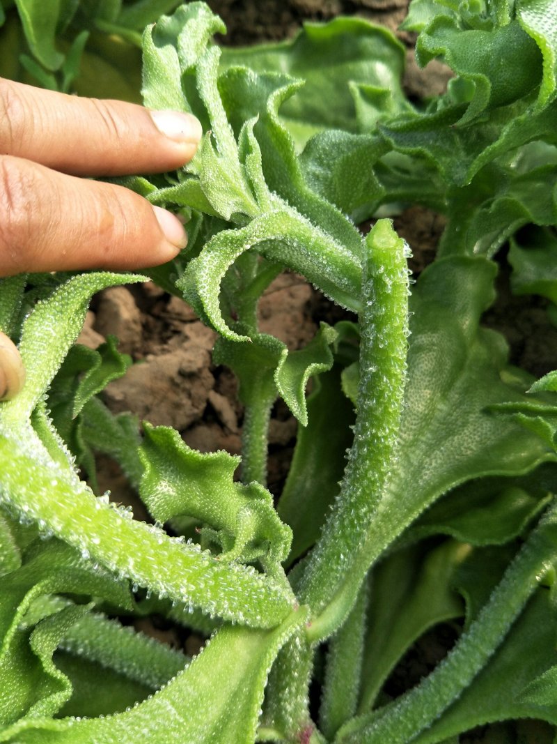 非洲冰草进口日本冰草4.20常年供应需要长期合作价格优惠