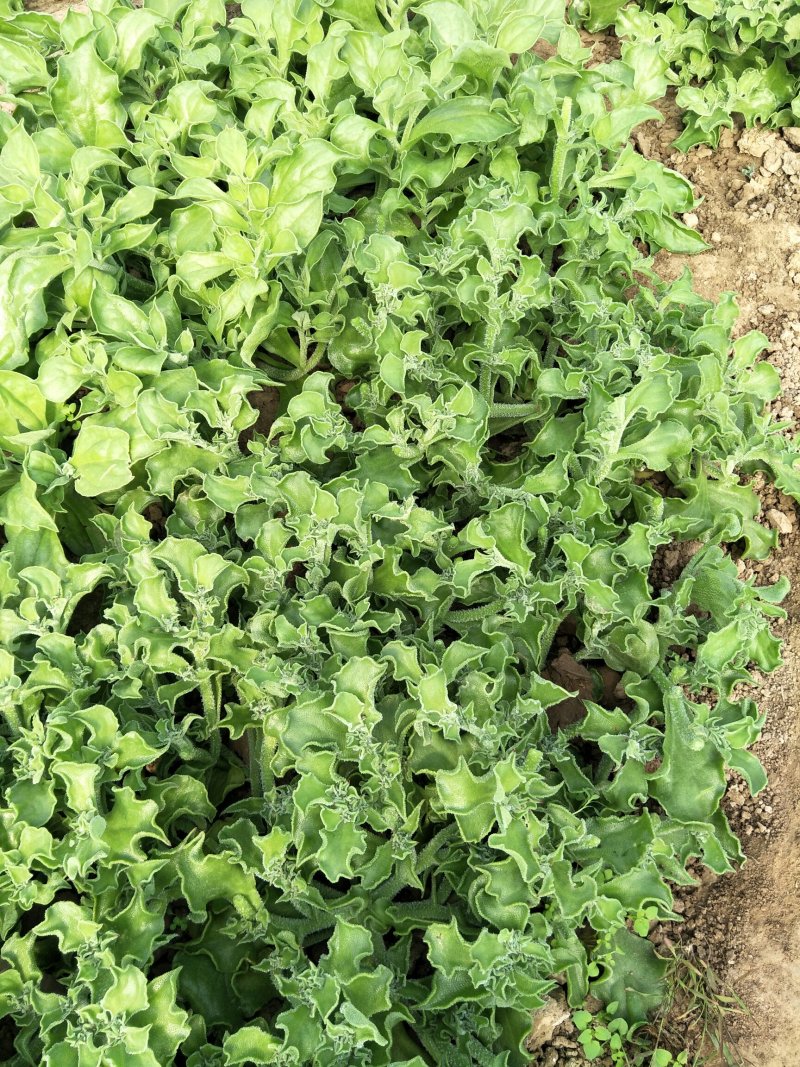 非洲冰草进口日本冰草4.20常年供应需要长期合作价格优惠