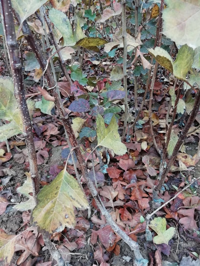 批发山楂树（2~6公分）