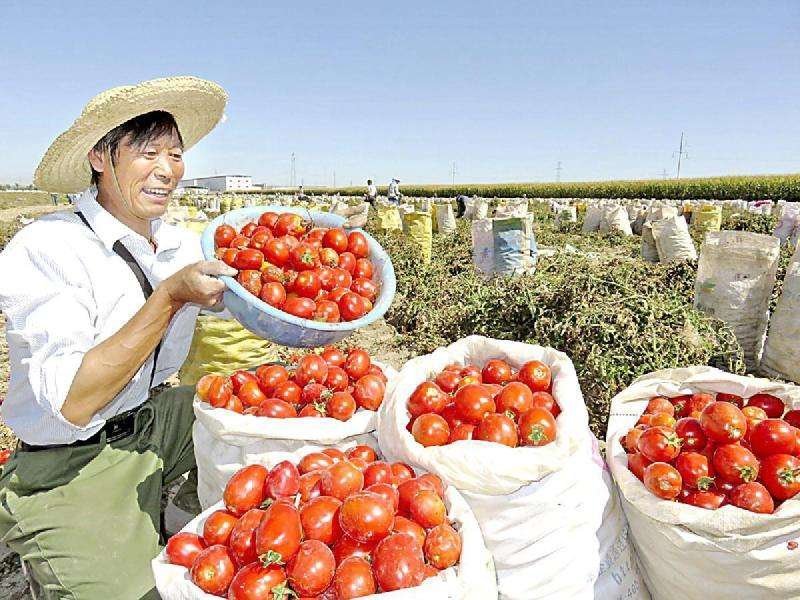 西红柿新鲜上市