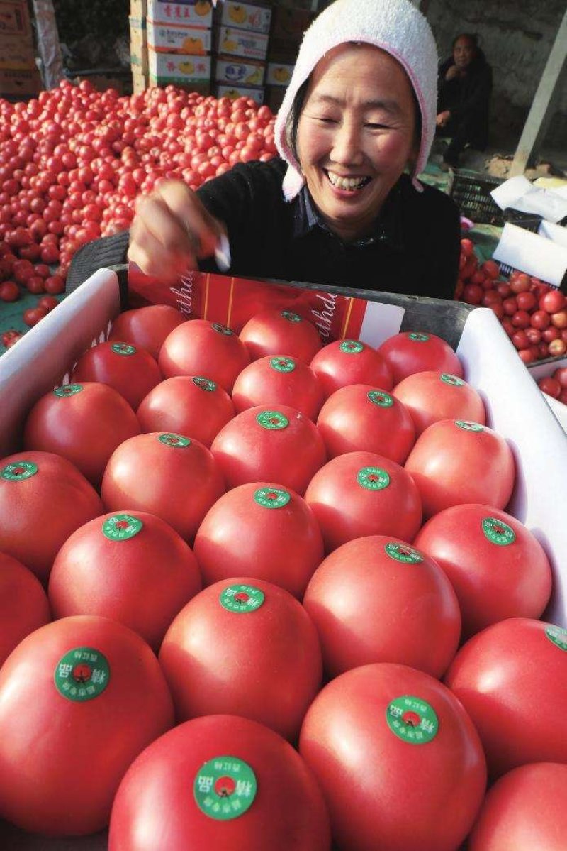 西红柿新鲜上市