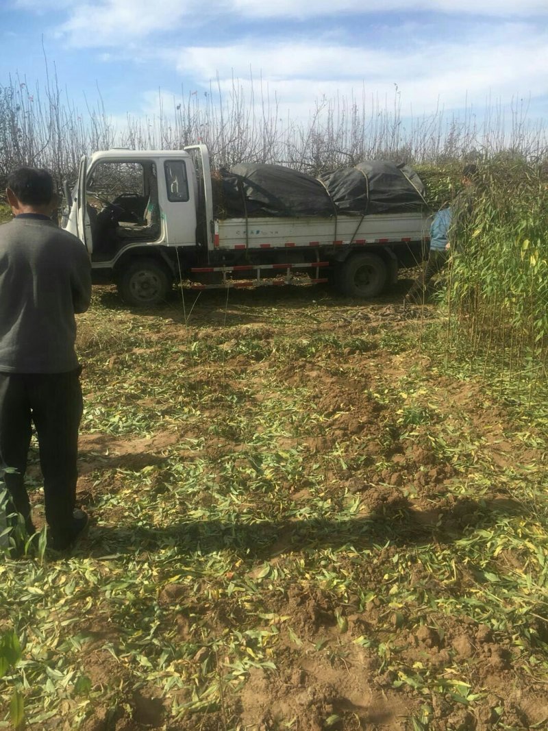 供应实生毛桃苗，起苗发货现场，现起苗现发货，