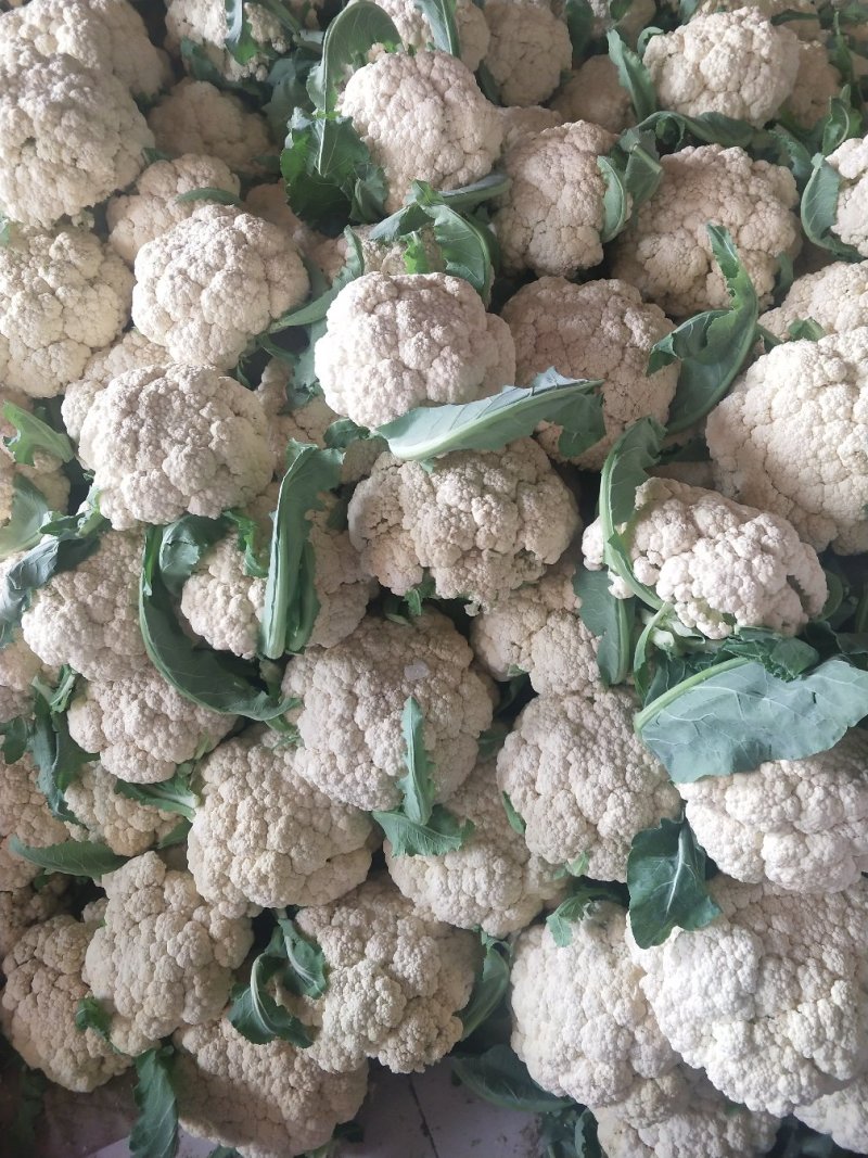 山东主产地新鲜菜花大量现货供应