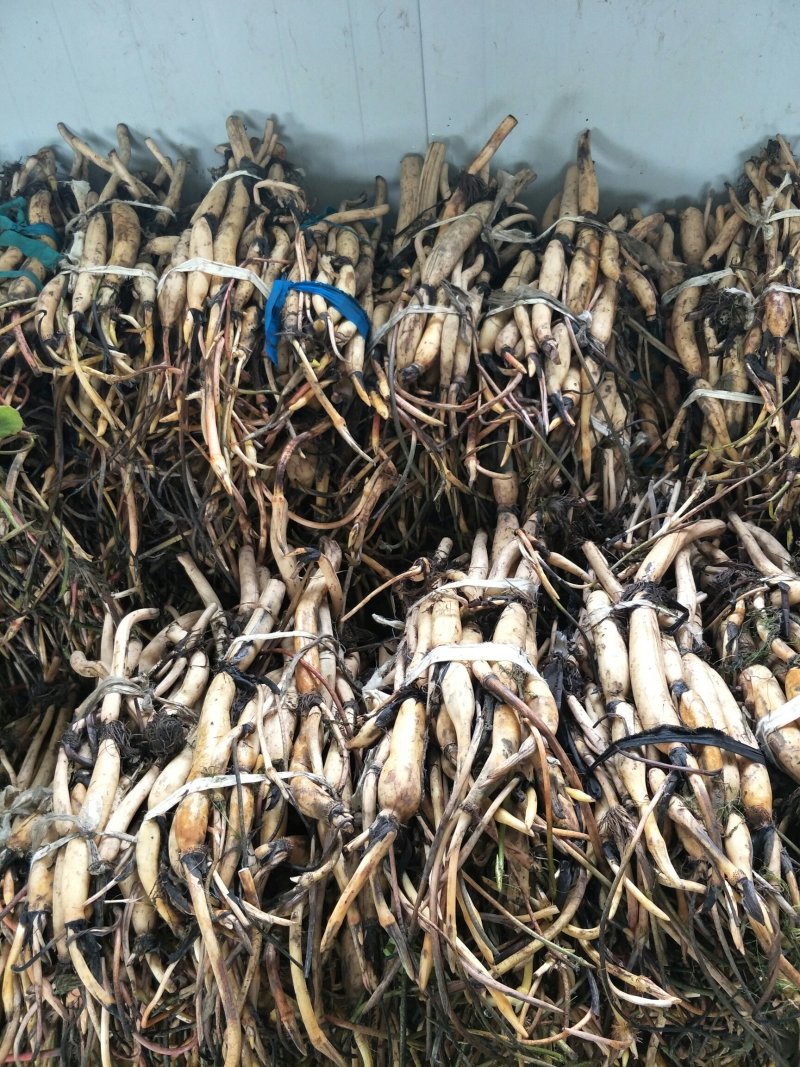 绿景水生荷花苗保质保量品种繁多绿化工程专用欢迎咨询