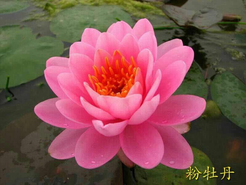 绿景水生睡莲种苗颜色繁多价格优惠后期不活免费补苗