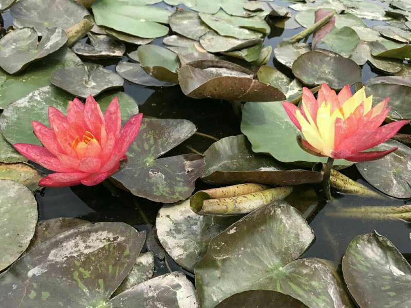 绿景水生睡莲种苗颜色繁多价格优惠后期不活免费补苗