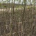 核桃实生苗三公分粗高两米以上