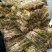 绿景水生植物芦苇苗价格便宜数量保证基地直销