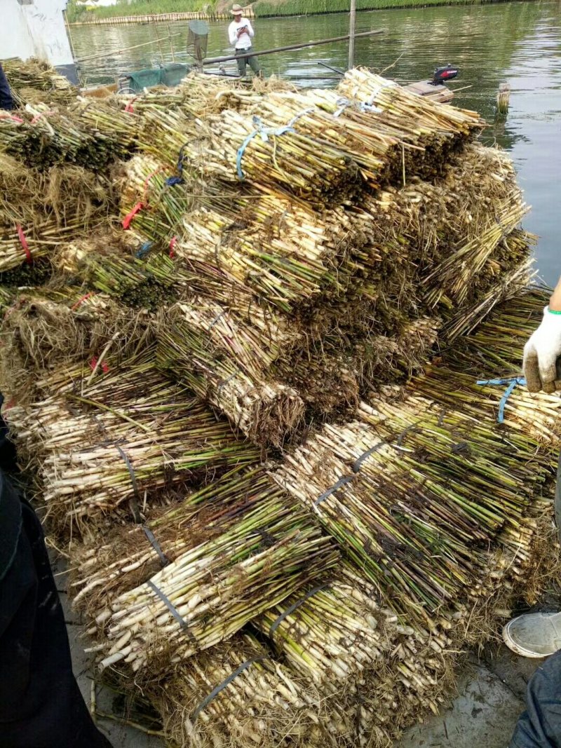 绿景水生植物芦苇苗价格便宜数量保证基地直销