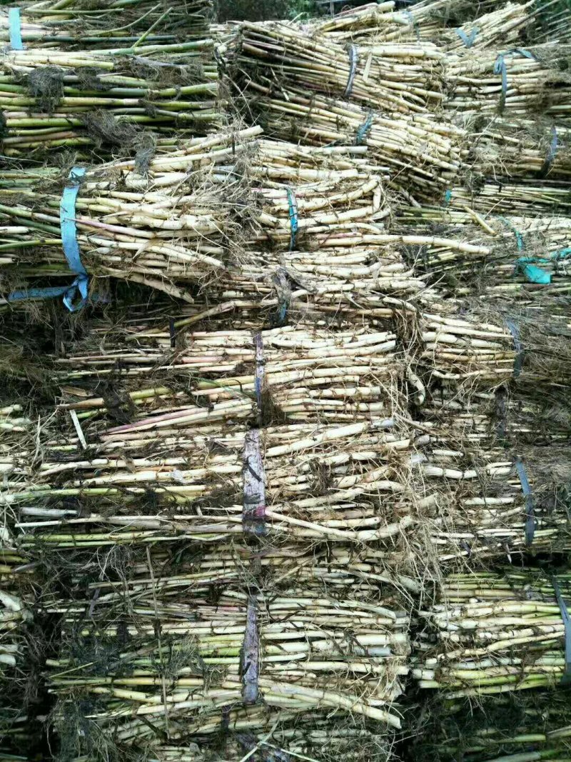 绿景水生植物芦苇苗价格便宜数量保证基地直销