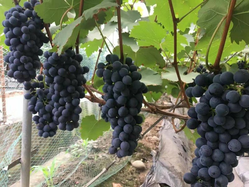 夏黑葡萄苗优质葡萄种苗金华葡萄苗基地