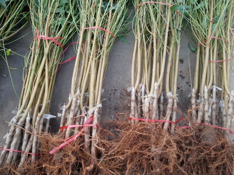 优质新品种！适合南北方种植超级珍品王可盆栽地栽抗旱抗涝！
