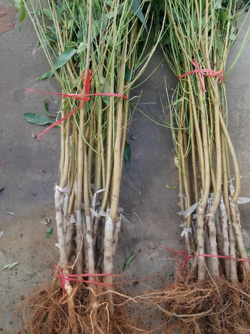 优质新品种！适合南北方种植超级珍品王可盆栽地栽抗旱抗涝！