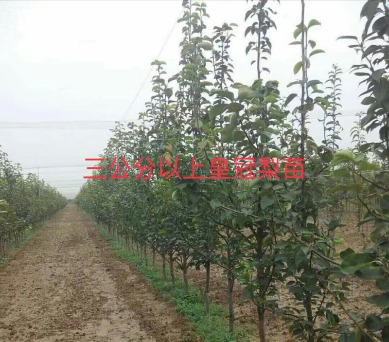 供应2公分以上皇冠梨苗，品种纯正，杜梨根系