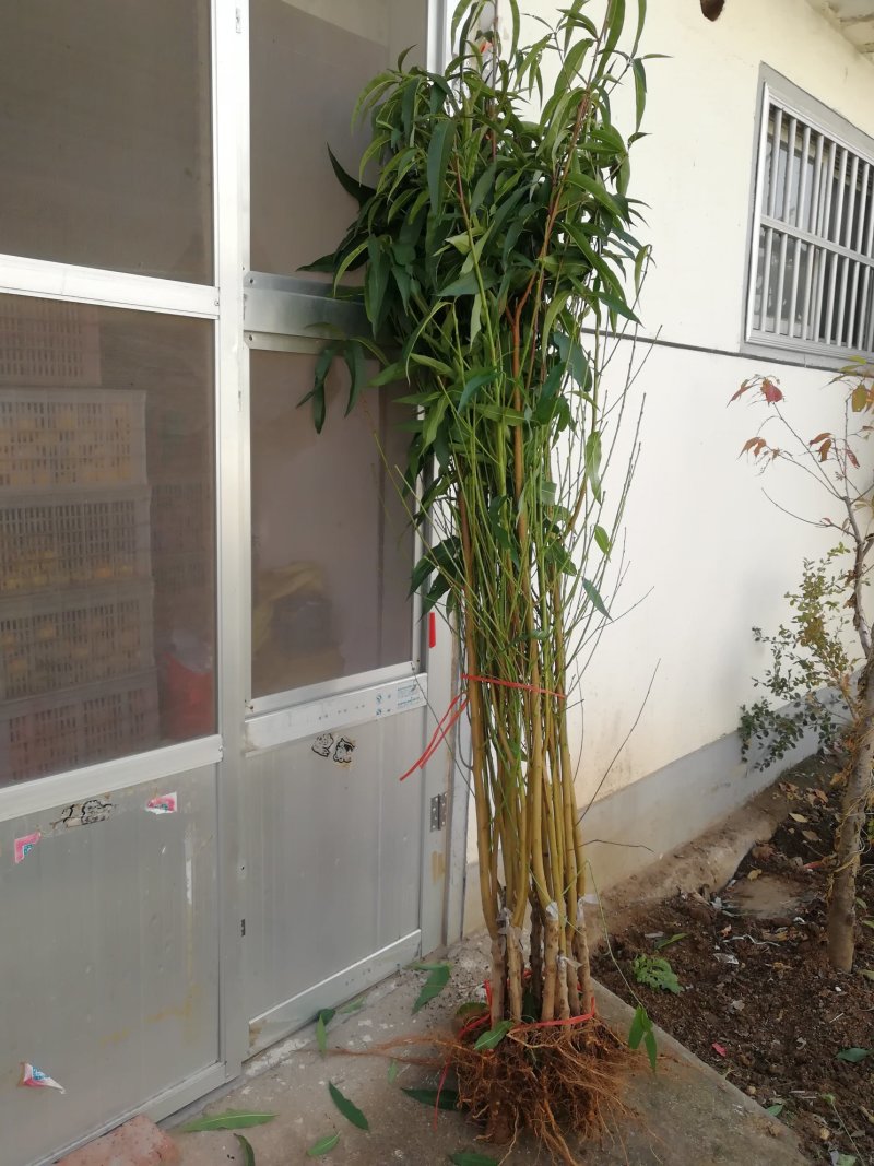 优质新品种！适合南北方种植超级珍品王可盆栽地栽抗旱抗涝！