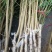 优质新品种！适合南北方种植超级珍品王可盆栽地栽抗旱抗涝！