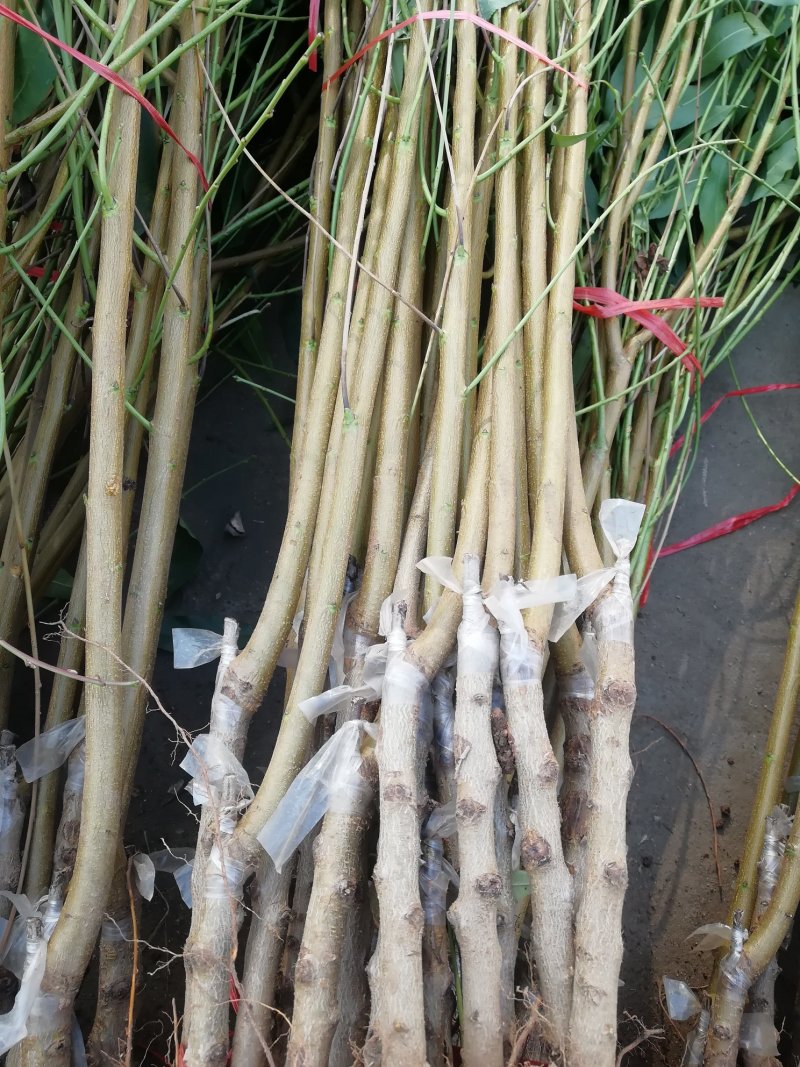 优质新品种！适合南北方种植超级珍品王可盆栽地栽抗旱抗涝！