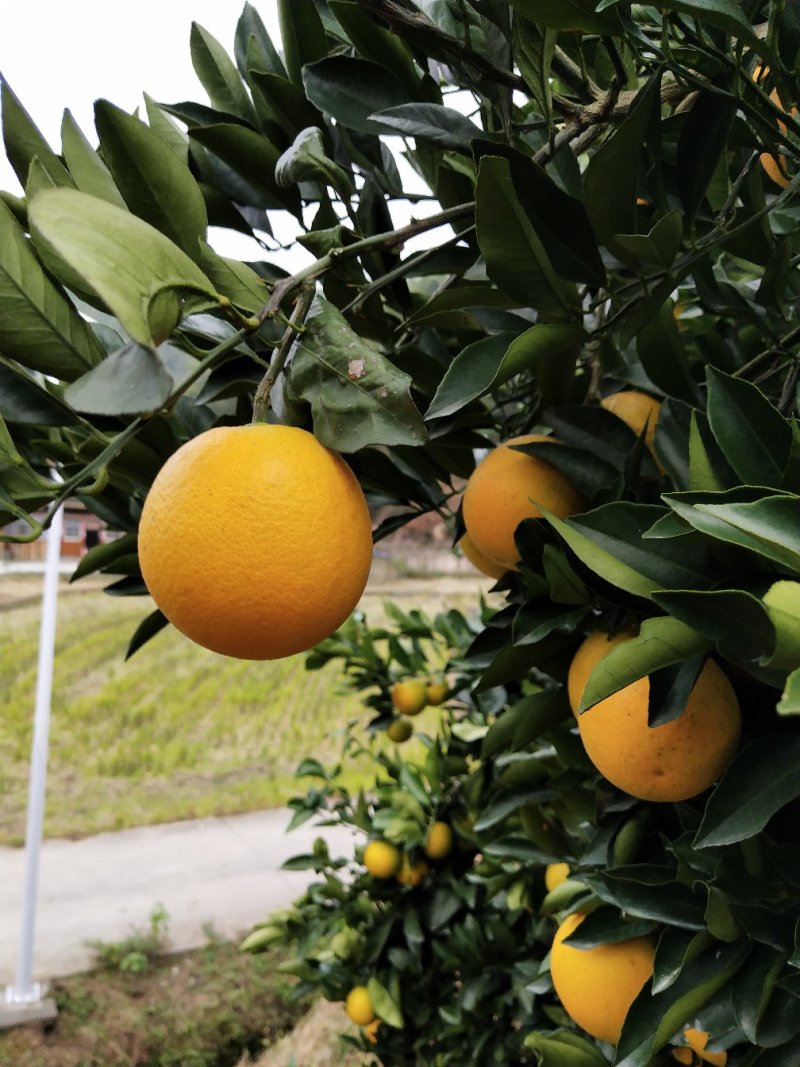 安江冰糖橙