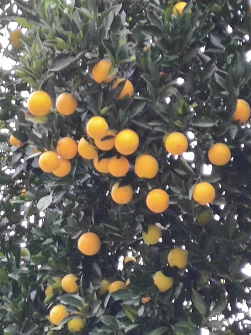 安江冰糖橙