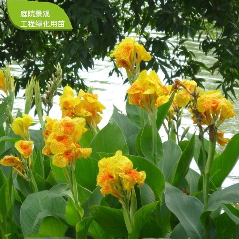 美人蕉根块。2.5元。