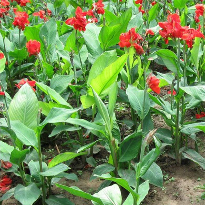 美人蕉根块。2.5元。