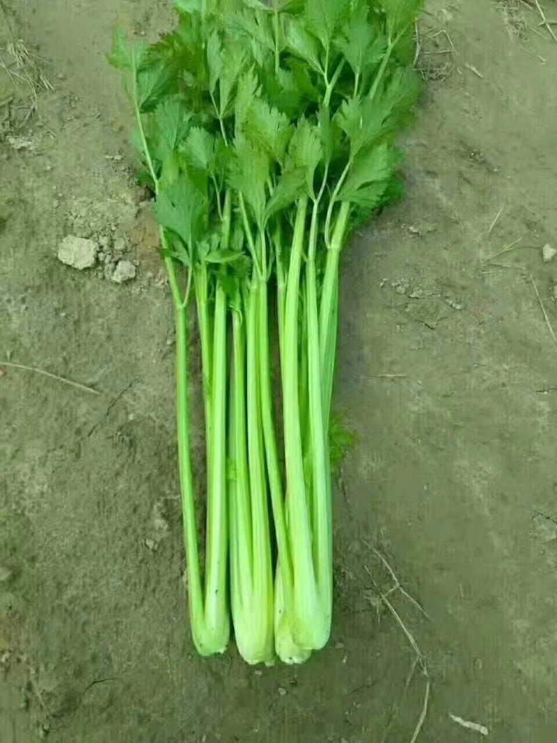 美国西芹大棚种植无苔