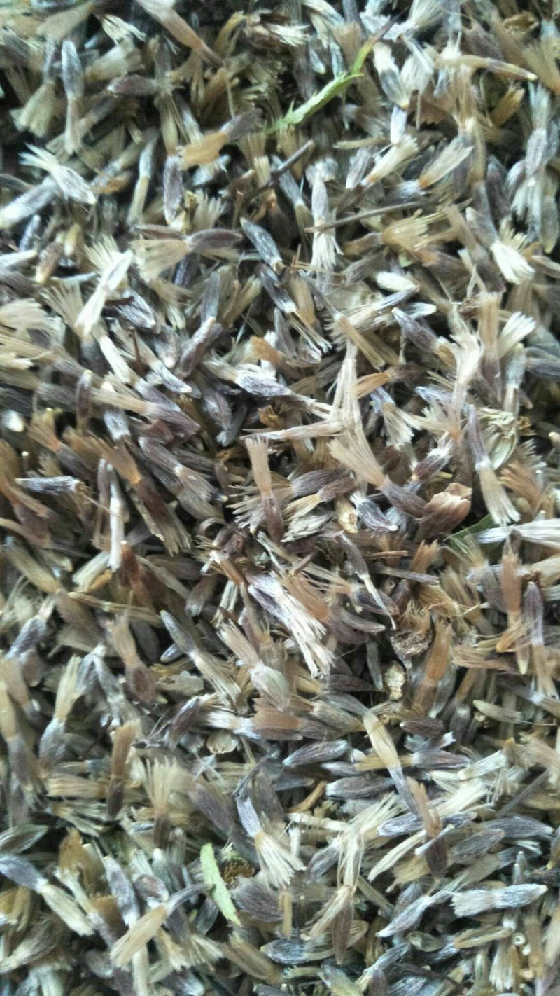 苍术种子湖北半野生干货包邮现货