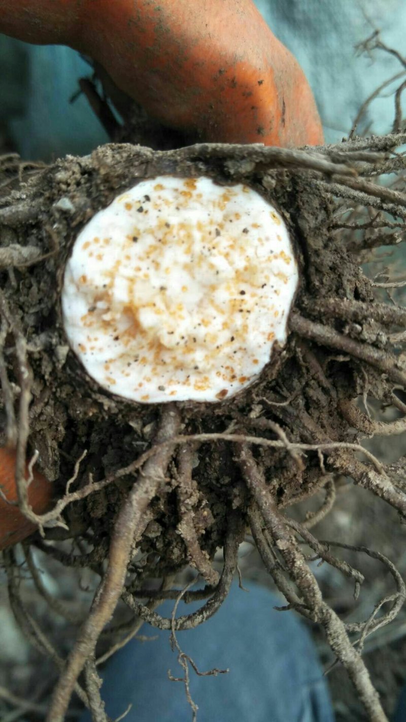 苍术种子湖北半野生干货包邮现货